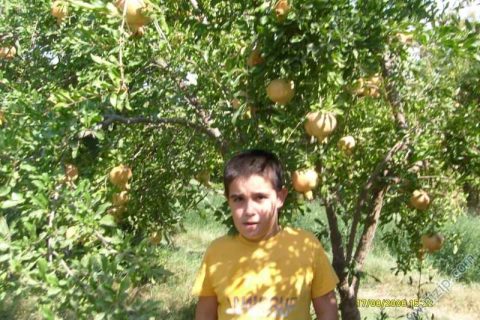 samet 