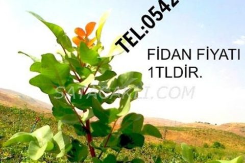 fıstık fidanlarımızdan kareler:) 