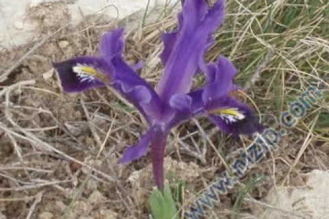nevruz çiçeyi 
