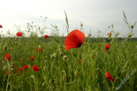 gelincik 