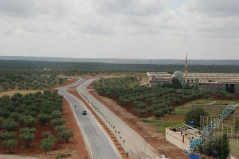 fıstık hali arkası 