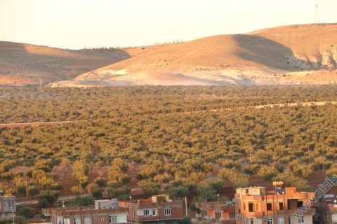 2959-20061130173614_2655_1 