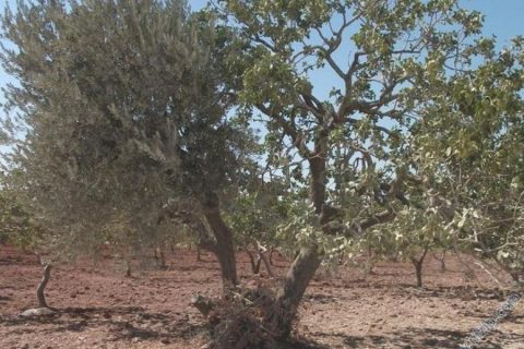 zeyfıs1 