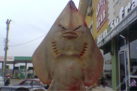 insanabenzeyenbalık1 