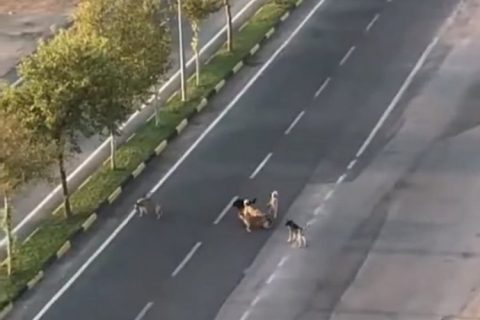 Nizip'te vatandaşlar başı boş köpeklerden tedirgin