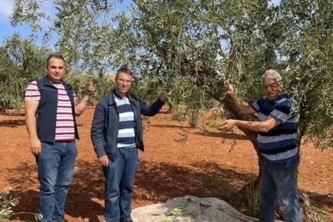 Zeytin zararları konusunda kontroller sürüyor