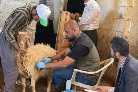 Küçükbaş hayvanlar salgın hastalıklara karşı aşılanıyor