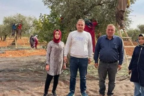 Zeytin hasadı başladı