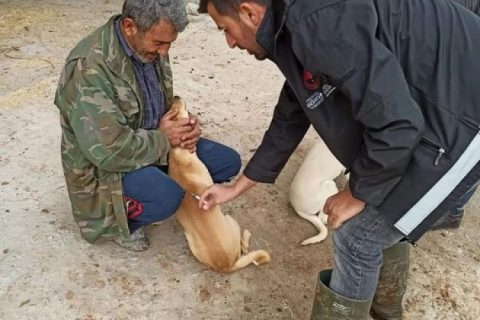 Nizip'te kuduz aşısı çalışmaları sürüyor