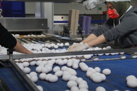 Nizip’te kurulan modern tesiste yumurta üreteliyor