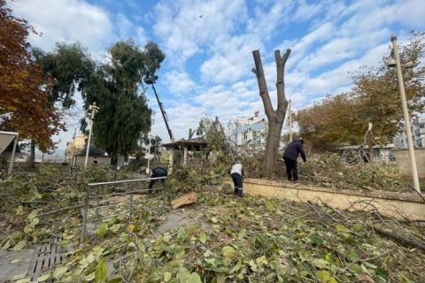 Nizip Belediyesi’nden ağaç budama çalışması