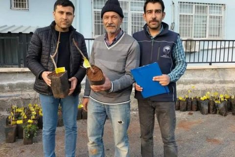 Çiftçilere aşılı antepfıstığı fidanı dağıtımı yapıldı*