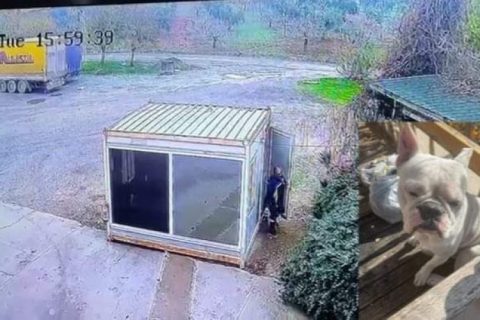 Fransız bonglogu cinsi köpeği çalan hırsız güvenlik kamerasına takıldı