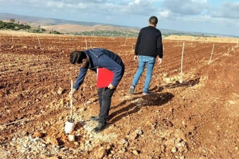 Nizip'te tarlalarda sertifikalı fidan kontrolleri