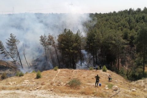 Nizip'te ormanlık alanda yangın