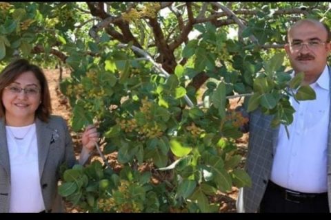 Büyükşehir Belediyesi’nden çiftçilere mazot desteği