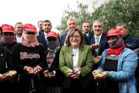 NİZİP ZEYTİN FESTİVALİ’NDE PROTOKOL ÜYELERİ ÇİFTÇİLERLE BİRLİKTE ZEYTİN HASADI YAPTI