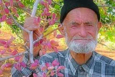 Siirt Fıstığı'nın Tesciline İtiraz Edildi