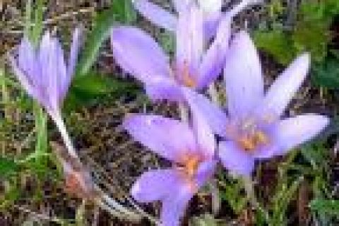 Güz Çiğdemi Acı çiğdem Colchicum automnale Liliaceae Liliengewaechse