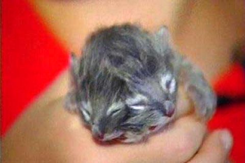 İki yüzlü kedi !