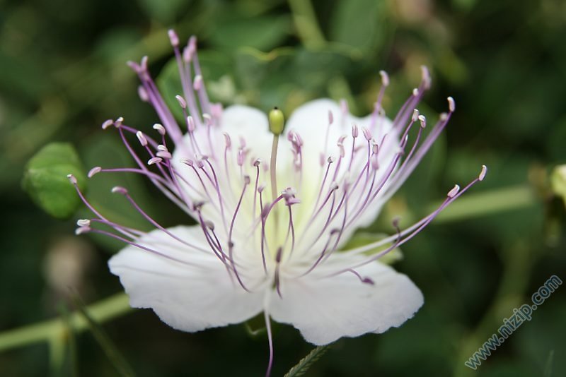 Kapari keber Capari Bitkisi Capparis ovata Capparaceae CAPER