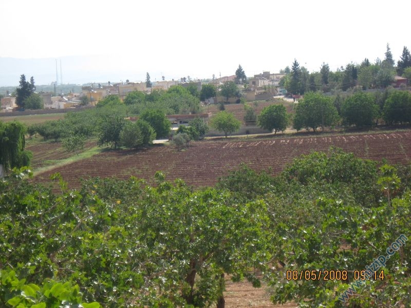 dutlu(torumahmut) 2 