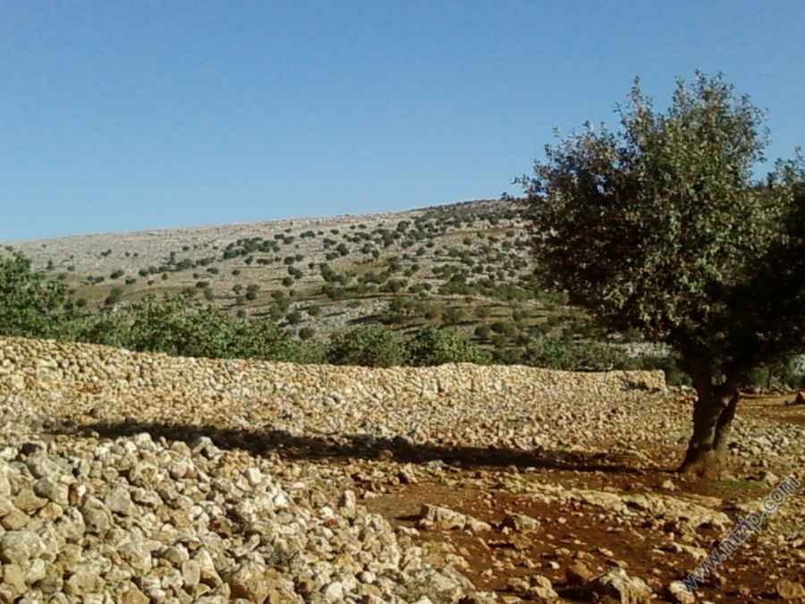conur ormanı 
