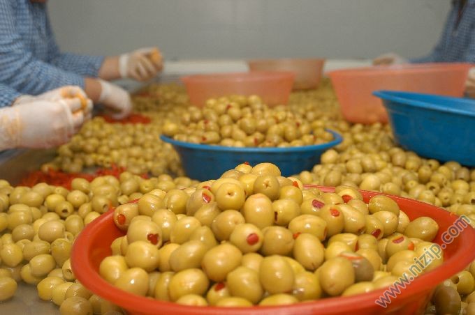 zeytin işleme tesisi kurulumu 