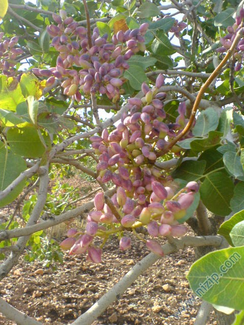 cobur köylüleri 