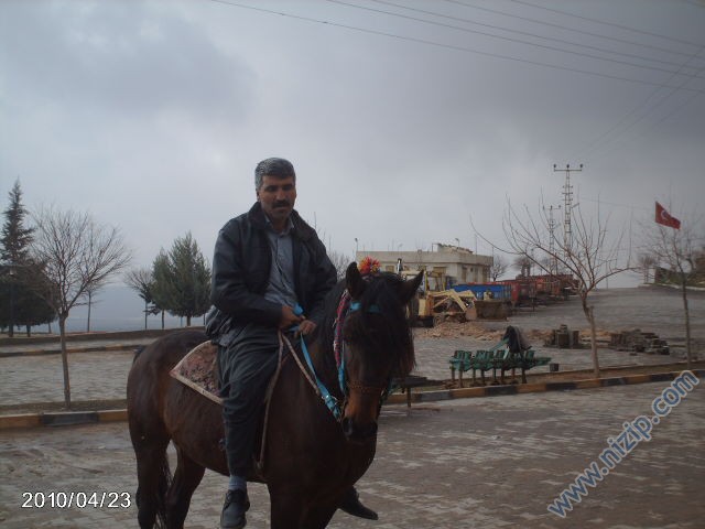 ali çalı 