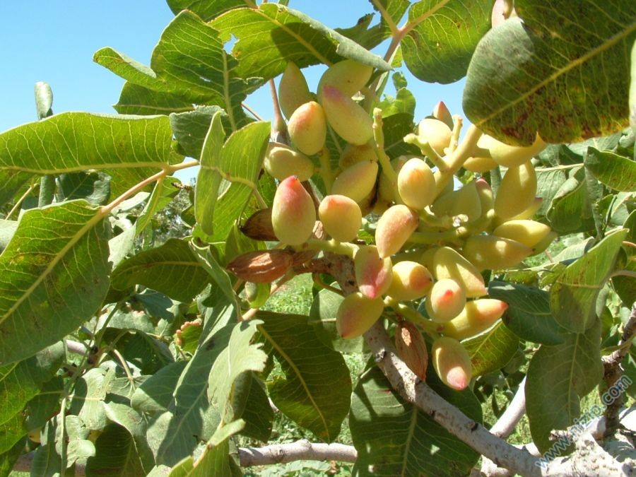 antep fistigi 
