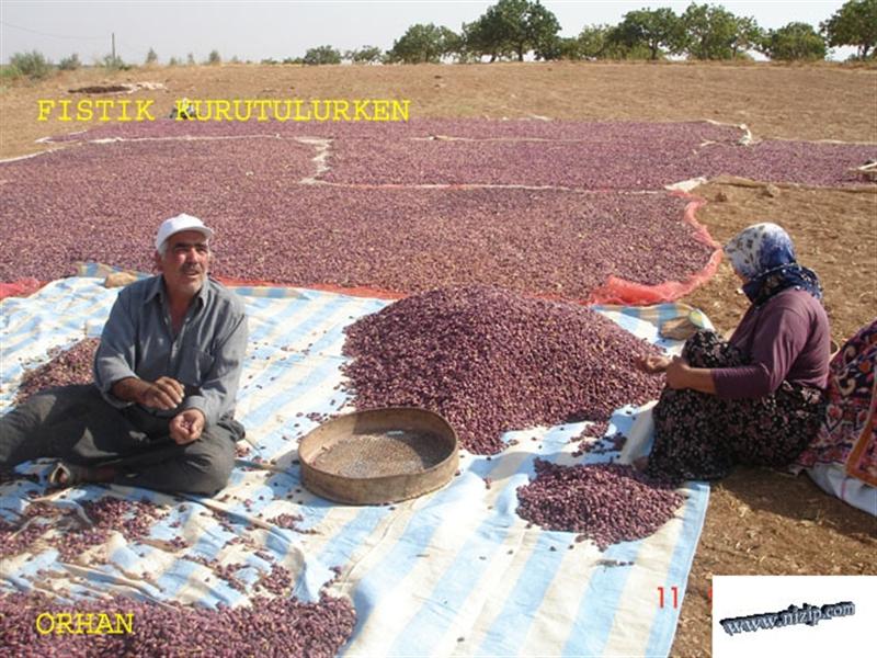 Fıstık kurutumu yapılırken 