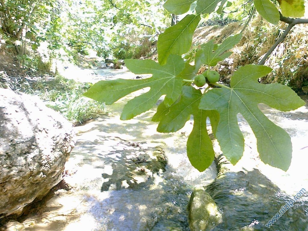 güder 