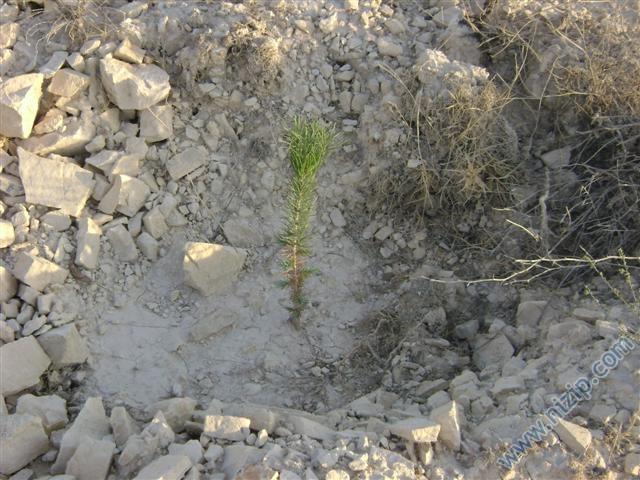 nizip.com fidanlığı 