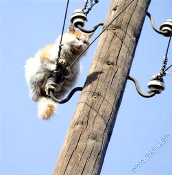 KEDİ O AN 