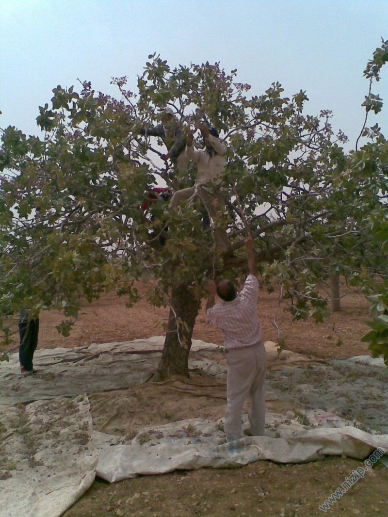 fıstık 