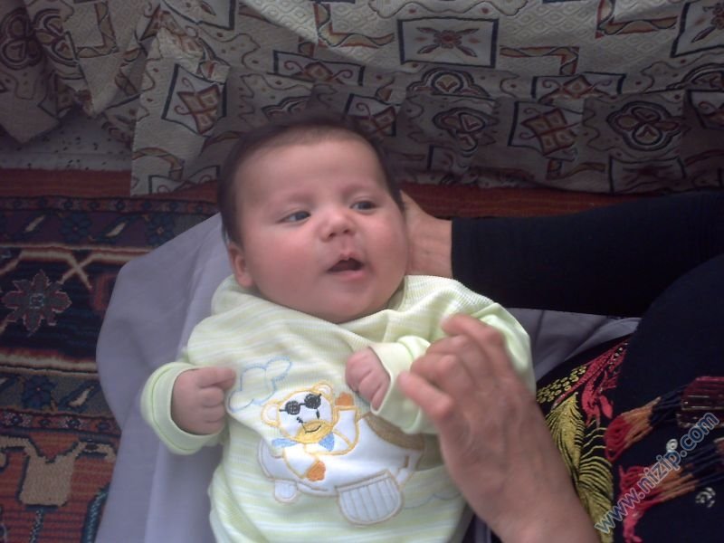 ikizceli küçük turgut 