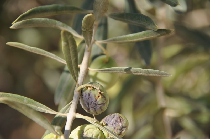 ''Zeytin ve Zeytinyağı 5. Ortak Akıl Toplantısı'' Nizip'teYapıldı ''Zeytin ve Zeytinyağı 5. Ortak Akıl Toplantısı'' Nizip'teYapıldı